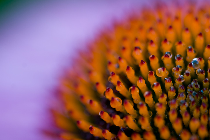 Extreme closeup of purple cone flower
