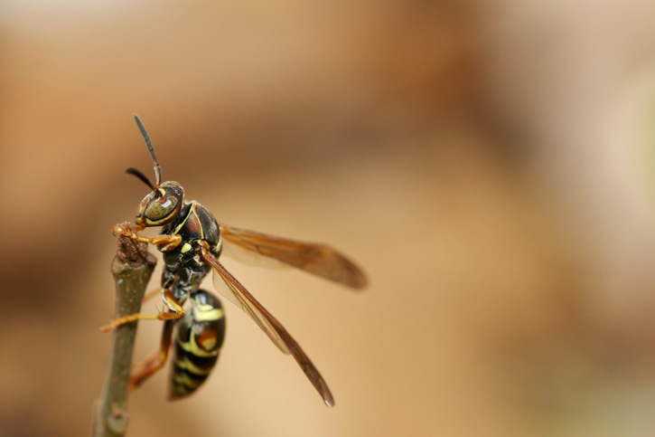 Wasp